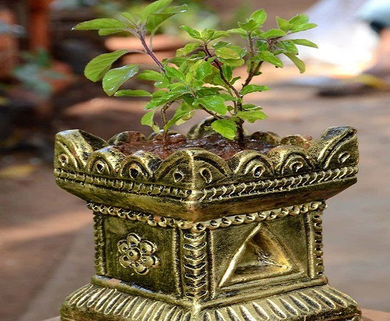 Tulsi